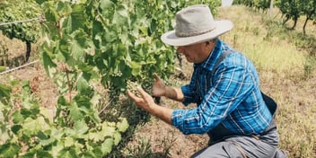 Fruit producer in spain