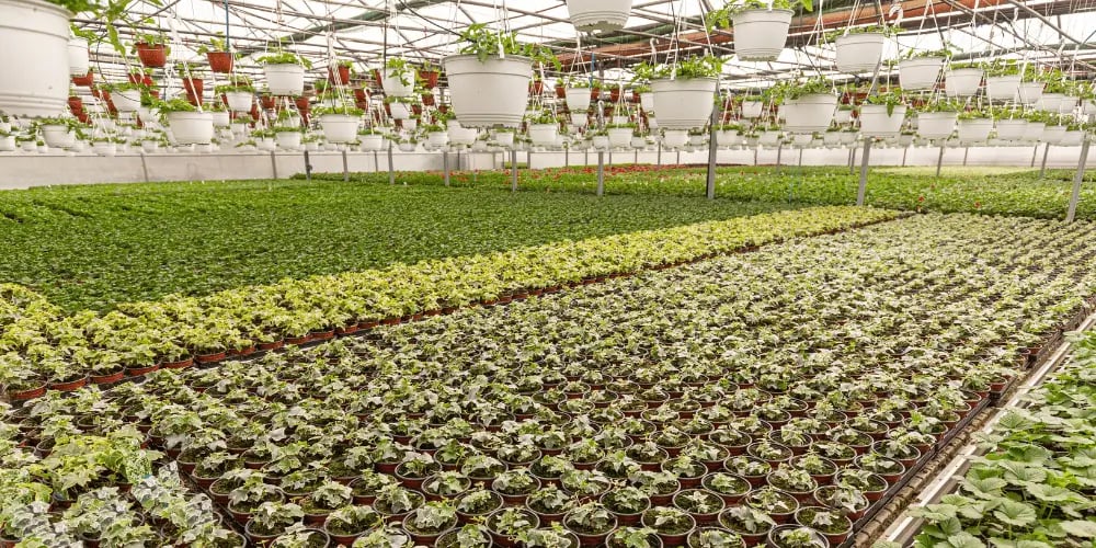 Garden Nursery 