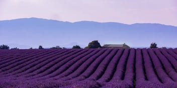 A picturesque lavender field with rows of vibrant purple flowers stretching toward a farmhouse in the distance. The scene is set against a backdrop of rolling hills and a soft, pastel-colored sky, creating a serene and scenic landscape.