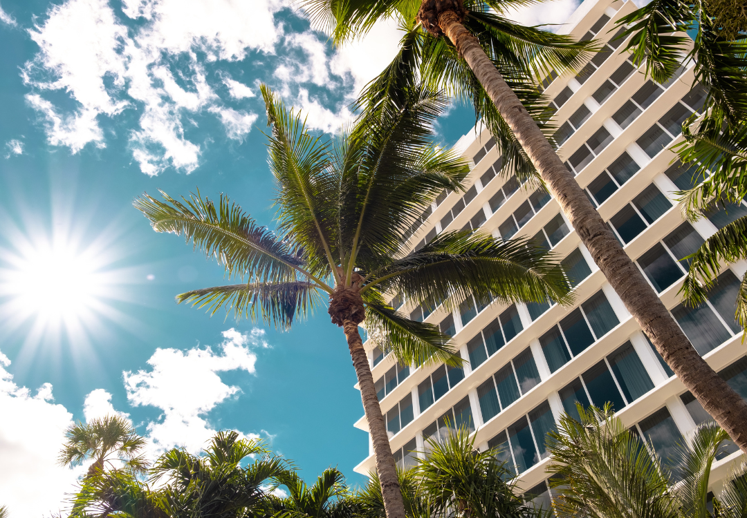 Miami palm trees looking up at the sky